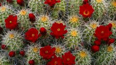 Tapeta Claret Cup Cactus, Desolation Canyon, Utah.jpg